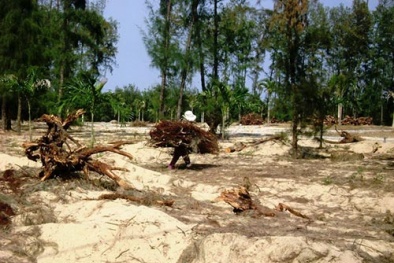 Mất rừng vì dự án...rùa